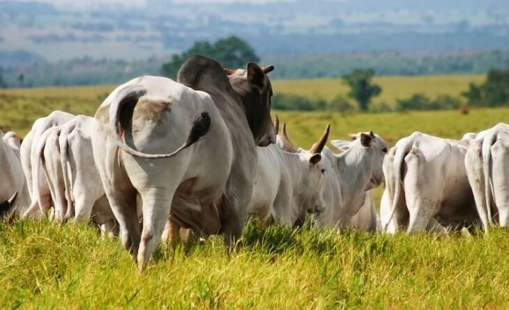 Confira os preços da arroba do boi neste início de semana