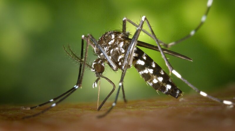 Mosquito Aedes aegypti