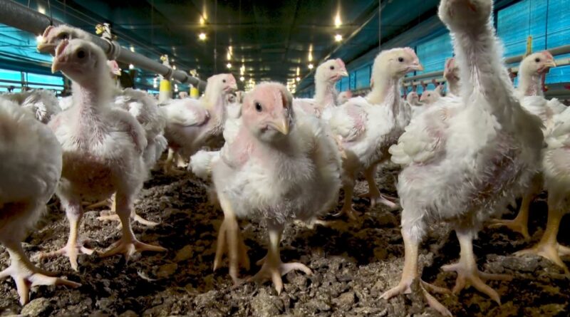 produção aves, jejum, frango, Newcastle