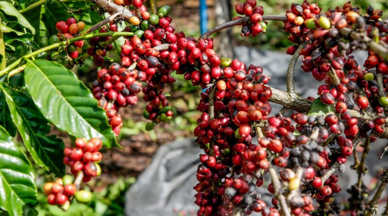 Governo de SP lança programa para impulsionar café canephora e atrair novos mercados