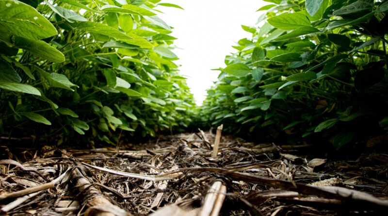 bioinsumos lavoura biológicos produtividade