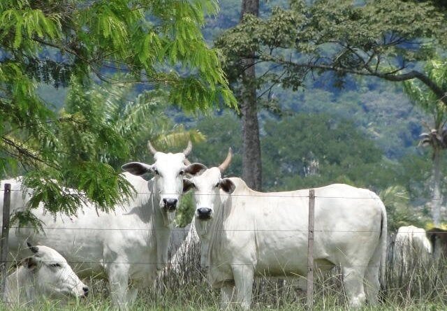 preços do boi