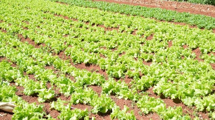 propriedade de alface