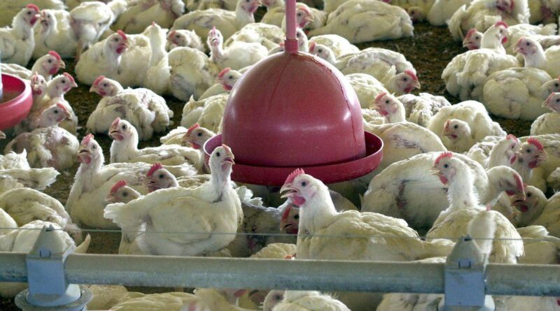 criação de frangos - carne de frango - gripe aviária