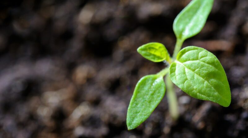 Nufarm retoma operações no país e anuncia lançamento de 15 produtos agrícolas