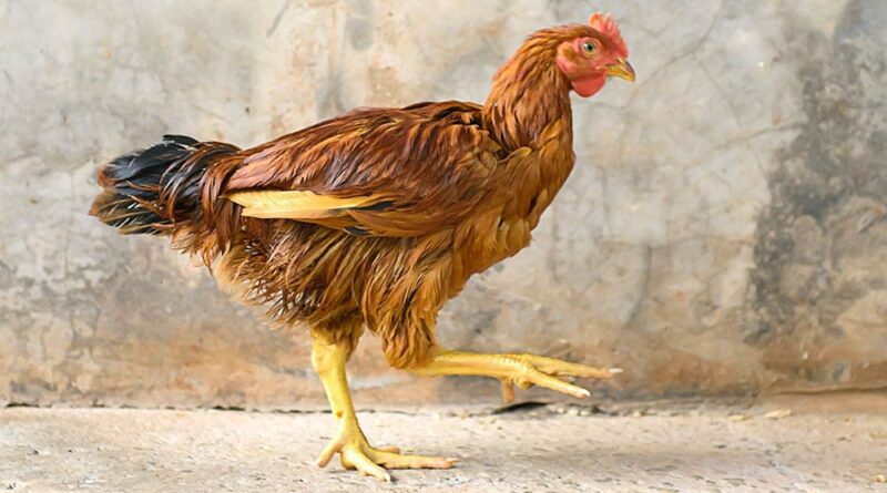 Galinha dourada