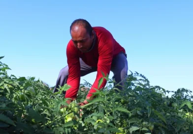 Contrato de quase R$ 300 milhões deve beneficiar agricultura familiar na Bahia