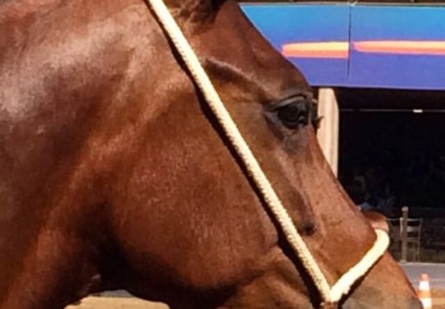 Bem-estar é destaque na Exposição Nacional do Mangalarga Marchador