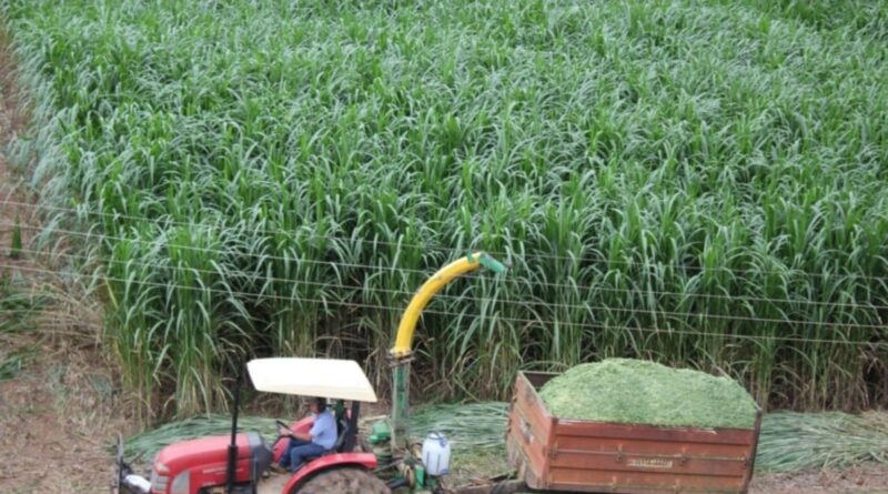 Pasto seco: capiaçu e kurumi são a solução da Embrapa para sua fazenda
