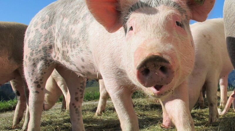 Carne suína perde competitividade frente às concorrentes