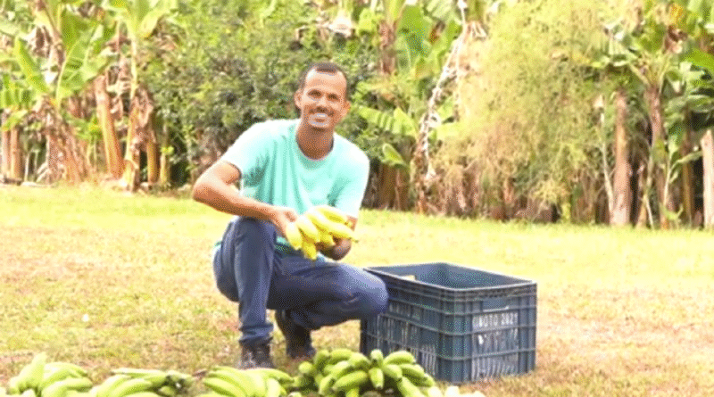 Produtores rurais de SP transformam excedente de bananas em renda coletiva