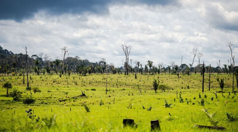 desmatamento, meio ambiente, aquecimento global, financiamento