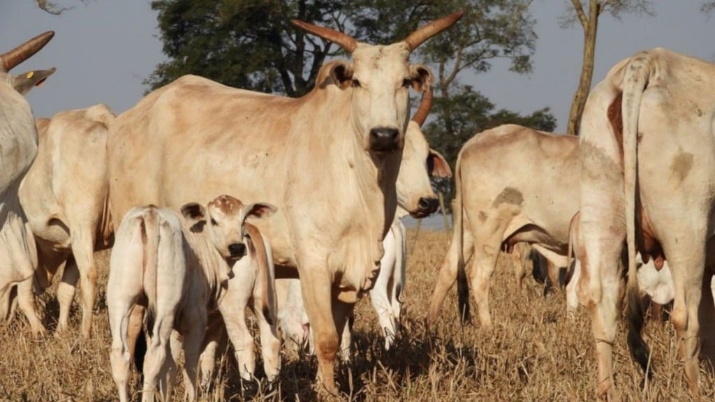 vacas bezerros nutrição