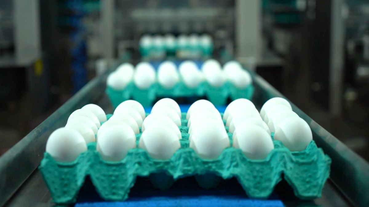 Linha de produção de ovos