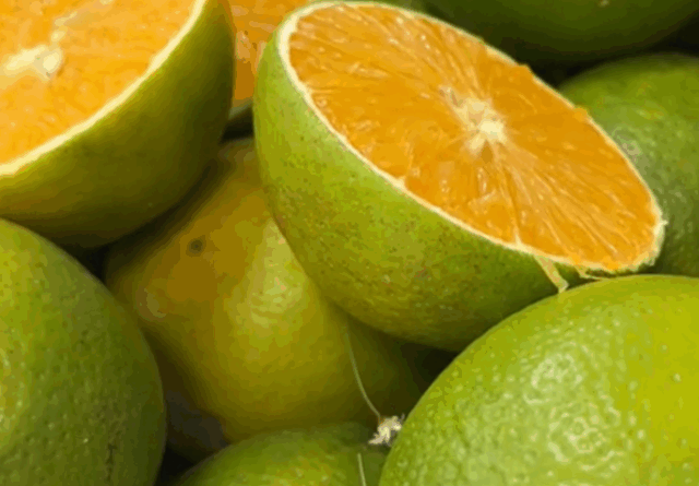Laranja: frutos amadurecem no pé por falta de compradores