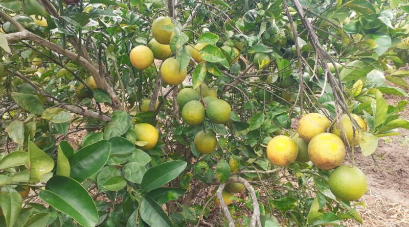 Produtores enfrentam dificuldade para vender laranjas na Sealba