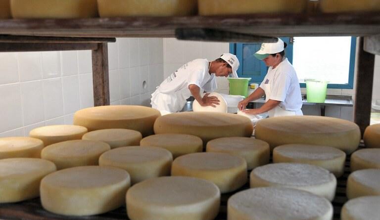 queijos artesanais selo arte queijo agroindústrias