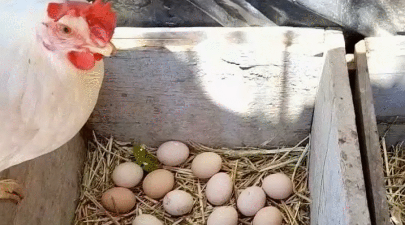 Avicultura alternativa cresce na Paraíba com ração própria e entreposto de ovos