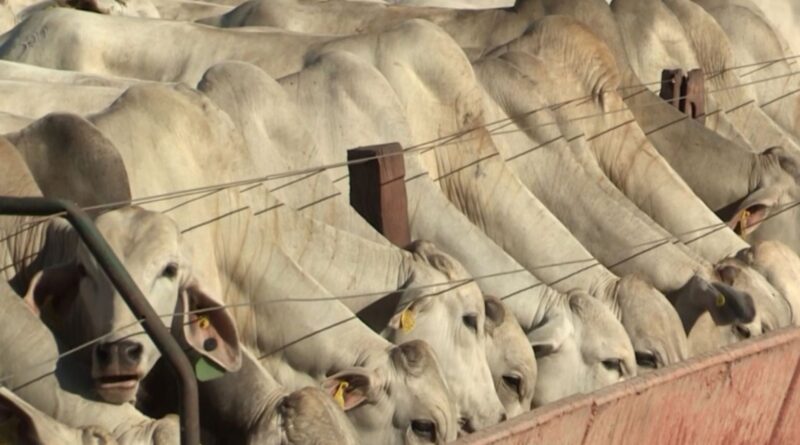 “Cozinha do boi”: conheça os ingredientes para a nutrição precisa e lucrativa do gado