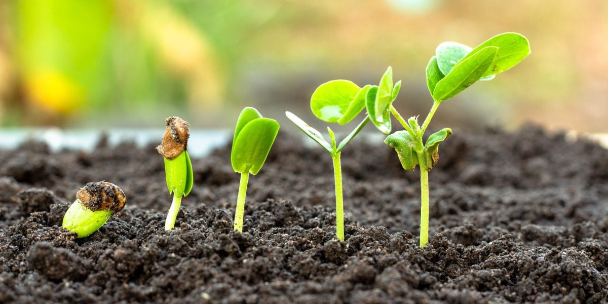 Bioinsumos Tratado de Budapeste