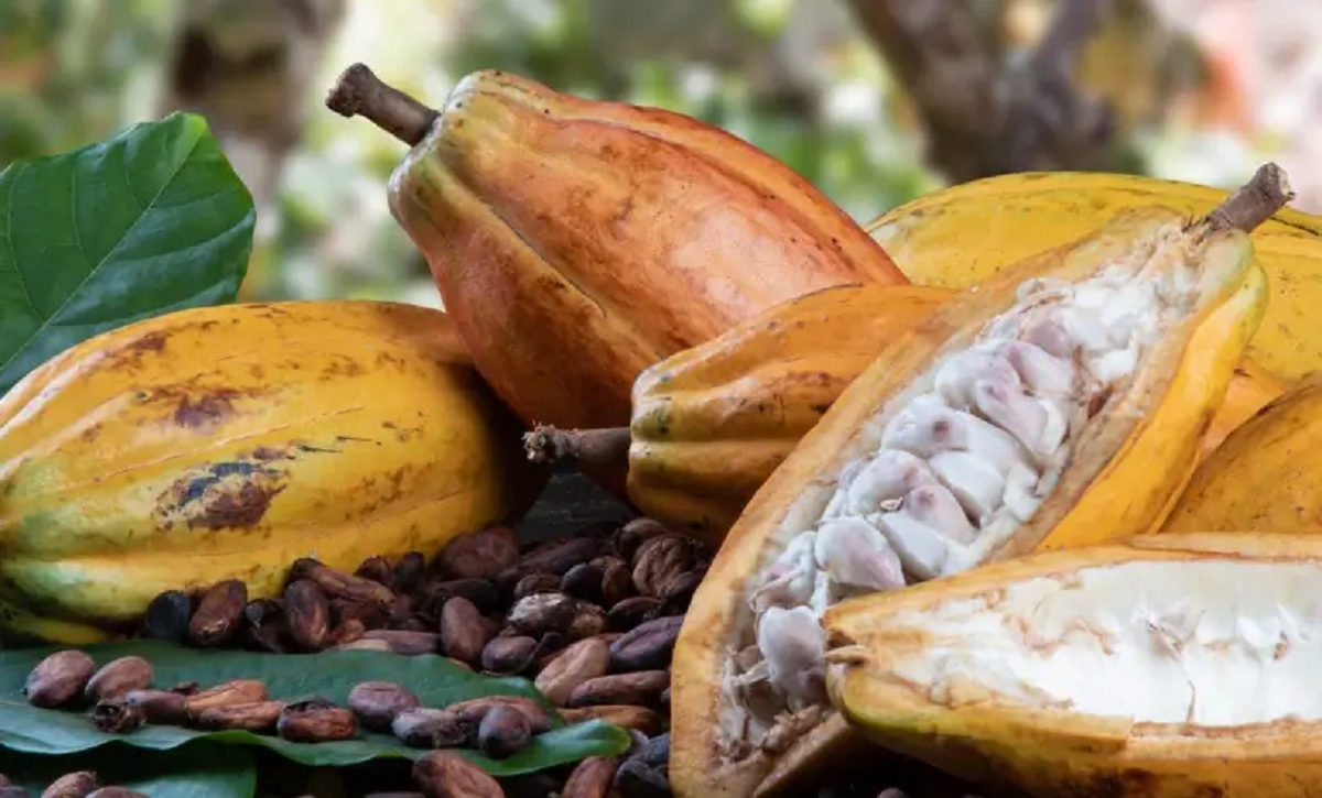Imagem do fruto do cacau
