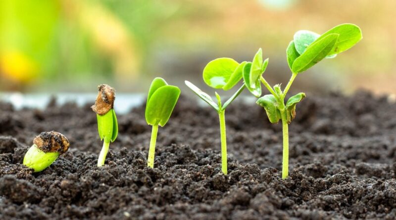 Bioinsumos Tratado de Budapeste