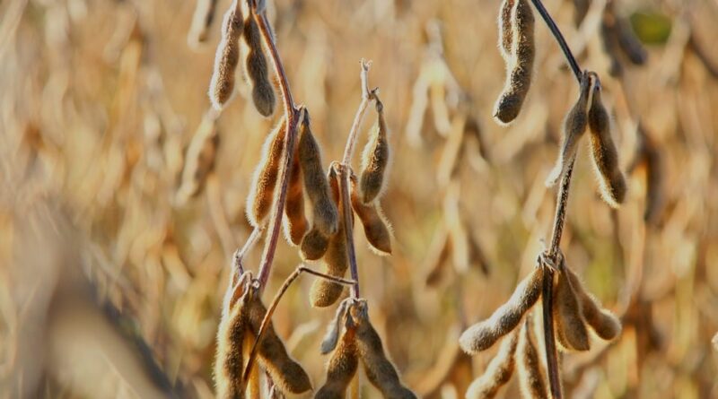 vagens de soja no campo