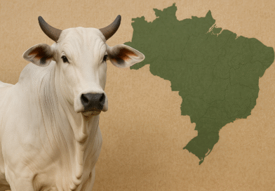 Preços do boi gordo sobem nas principais praças de comercialização do país