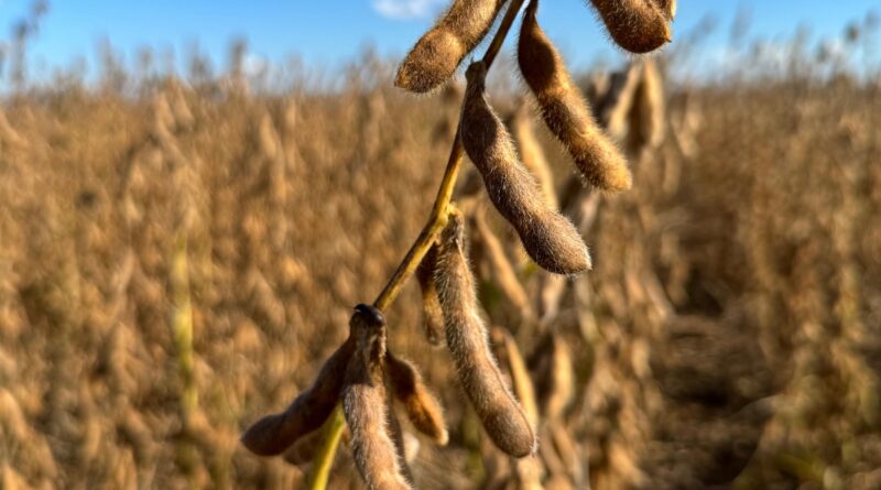 Soja, oleaginosa, colheita, oeste da bahia,