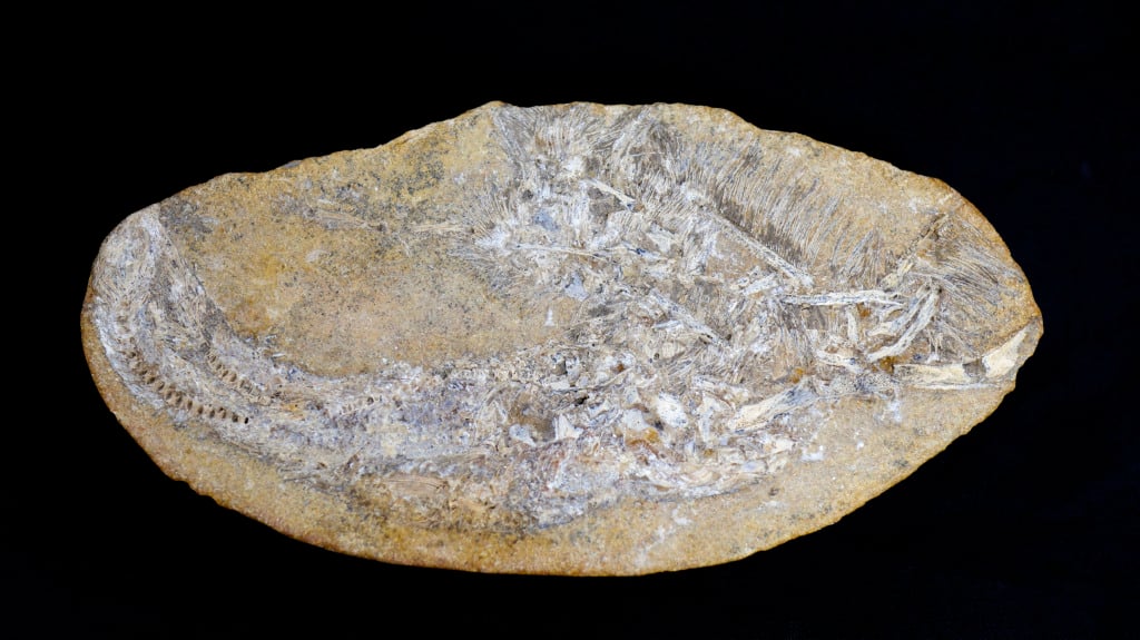 fóssil, pterossauro, vômito