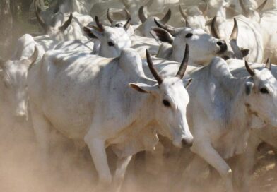 boiada, carne orgânica do Pantanal, boi