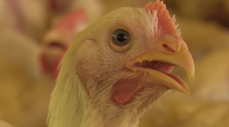 frango, manual avicultura,probióticos, biosseguridade