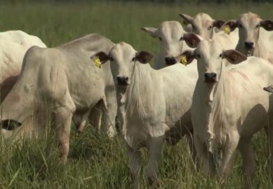 cálculo do ponto de equilíbrio exige atenção aos custos invisíveis da propriedade; entenda