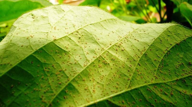 soja, ferrugem asiática