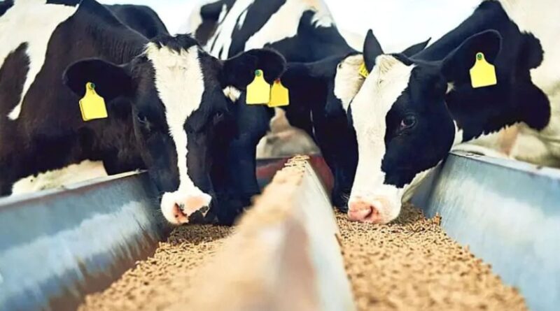 Mais leite: o guia de nutrição para vacas produzirem mais de 25 litros diários