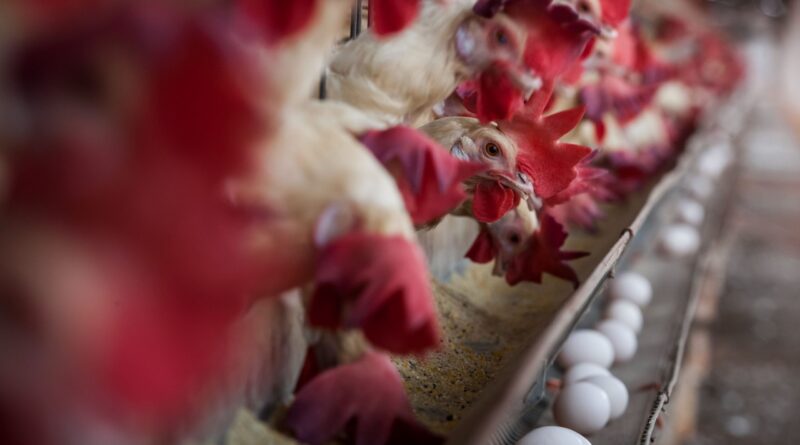 curso sobre aves e suínos