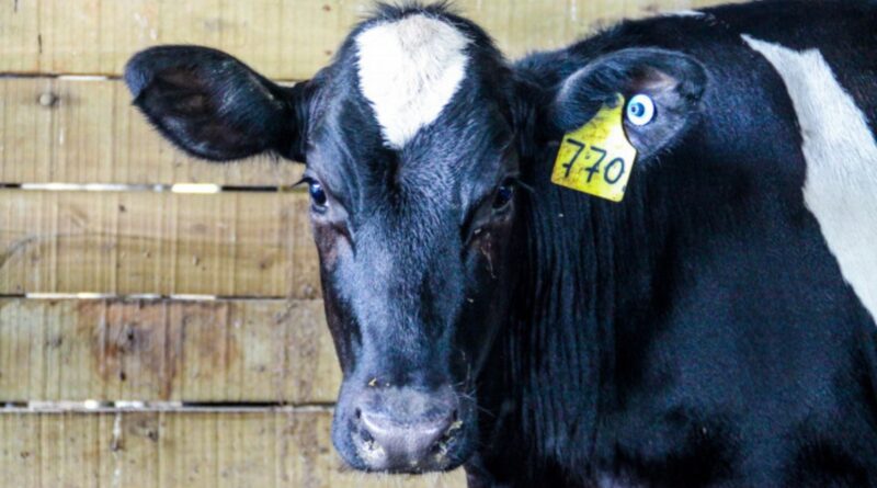 Foto: Divulgação/SP.
