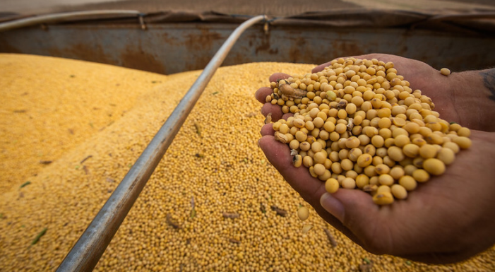 Números do USDA adicionam pressão às cotações de soja; como o mercado se comportou na semana?