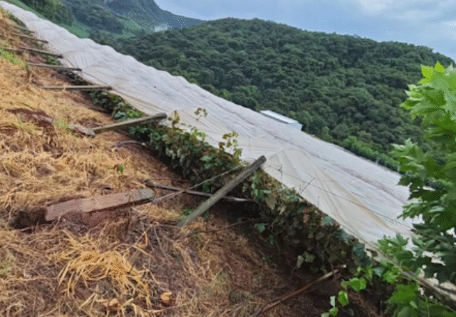 parreiral, Rio Grande do Sul, chuva, destruição