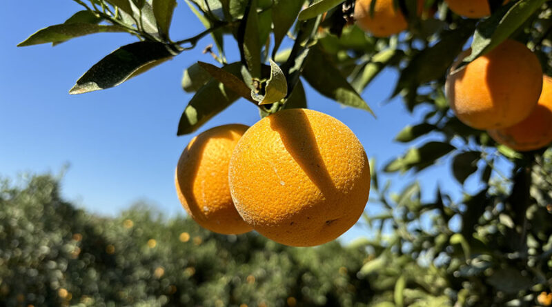 Laranja majorca
