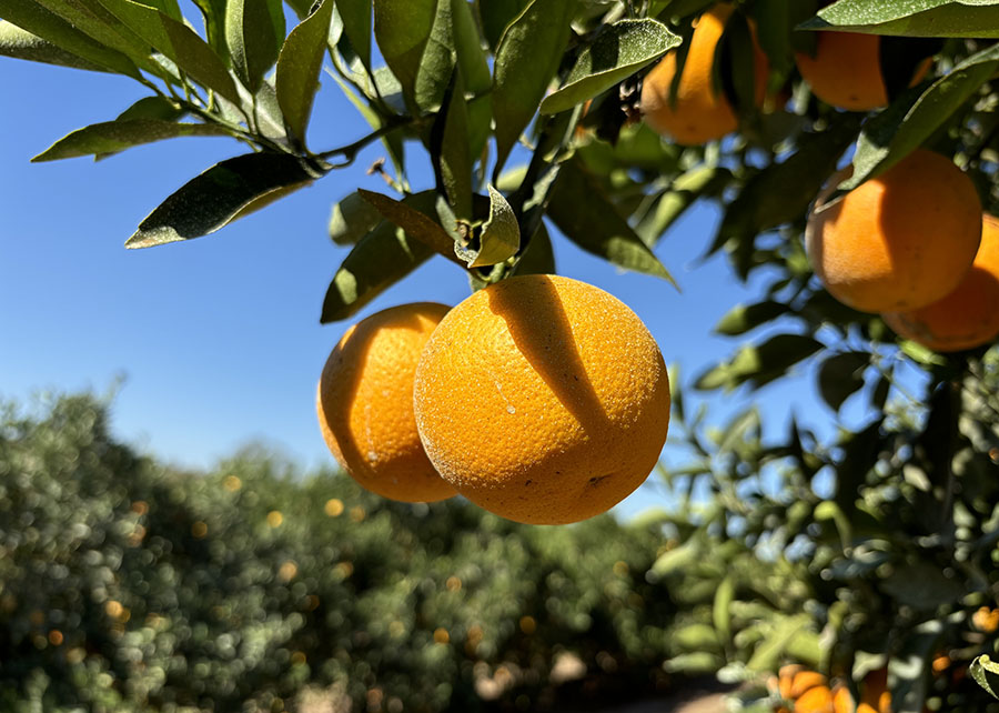 Laranja majorca