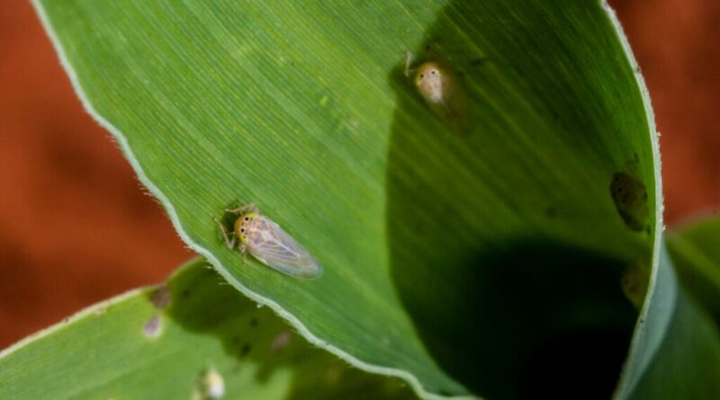 cigarrinha-do-milho-1024x683