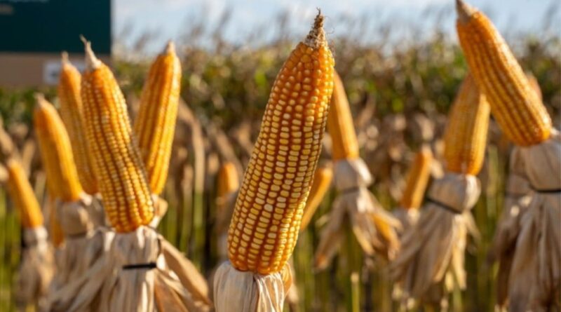 Geada queimou o milho? Saiba como transformá-lo em silagem de qualidade