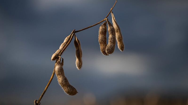 soja, colheita, exportação