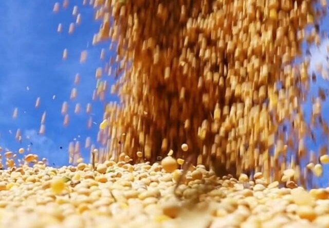 soja, grãos, safra 2023/24