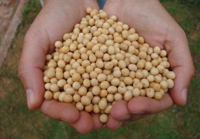 Close em mãos segurando um punhado de soja