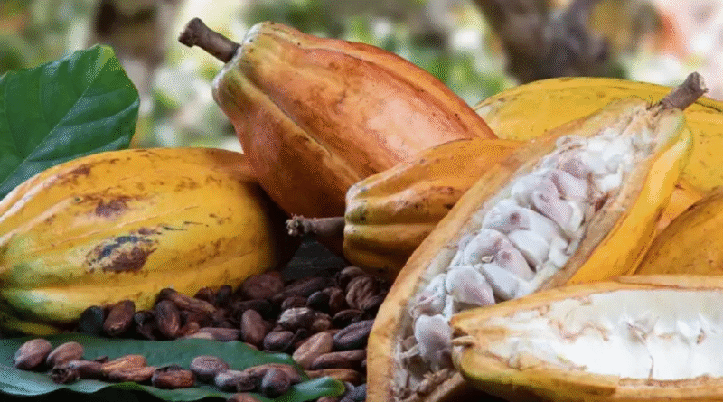 Imagem do fruto do cacau