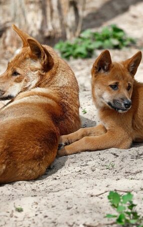 Dingo - cão selvagem da Austrália
