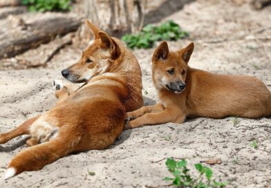 Dingo - cão selvagem da Austrália