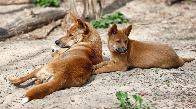 Dingo - cão selvagem da Austrália